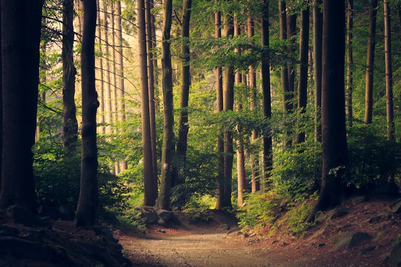 Nature Walks
